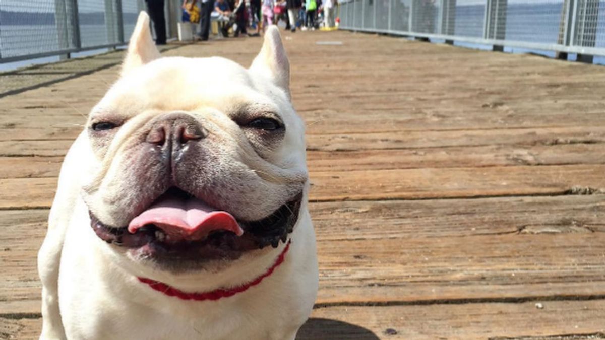 Te contamos por qué algunas mascotas son verdaderas estrellas de Instagram