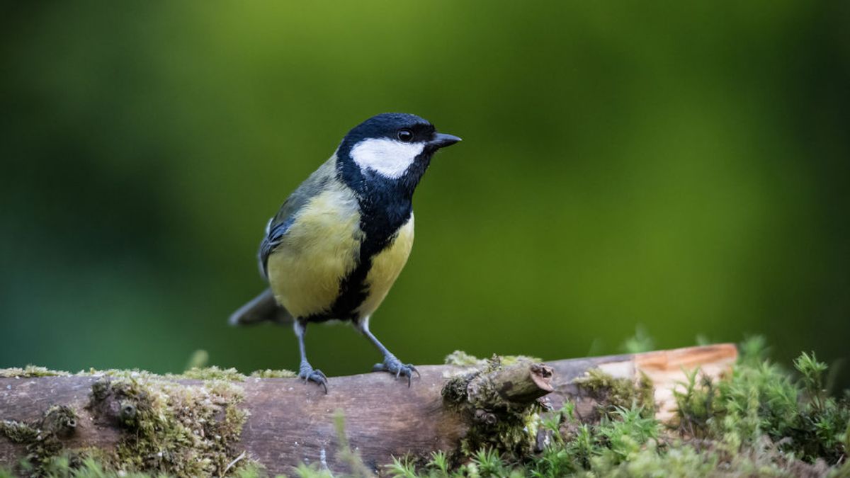 El canto de los pájaros da pistas sobre el cambio climático