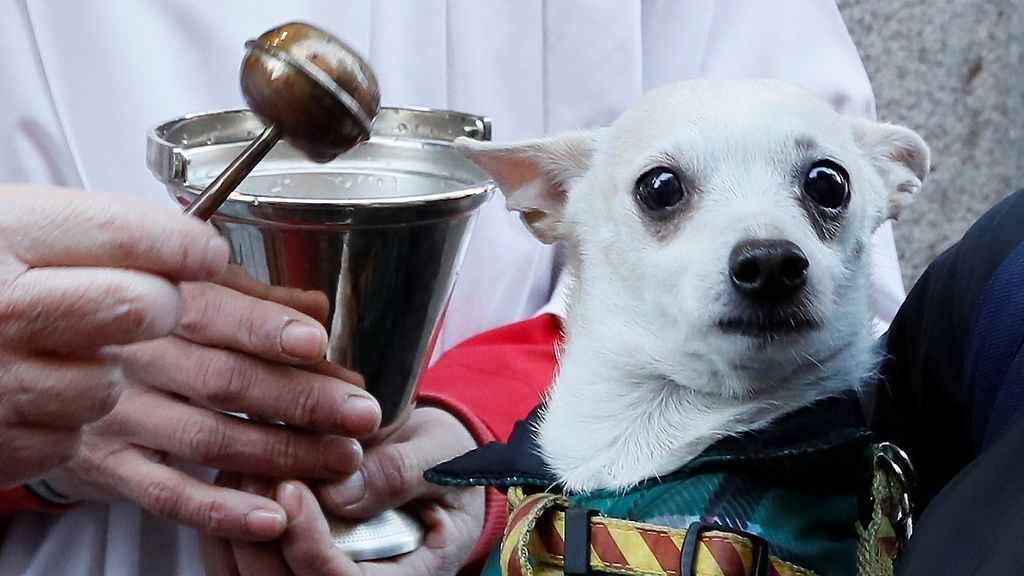 Los animales celebran San Antón, el día de su patrón