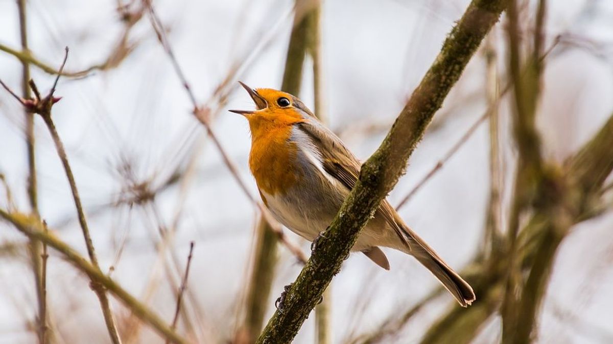 Nuevo método: el canto de los pájaros, barómetro para calcula el cambio climático en 20 años