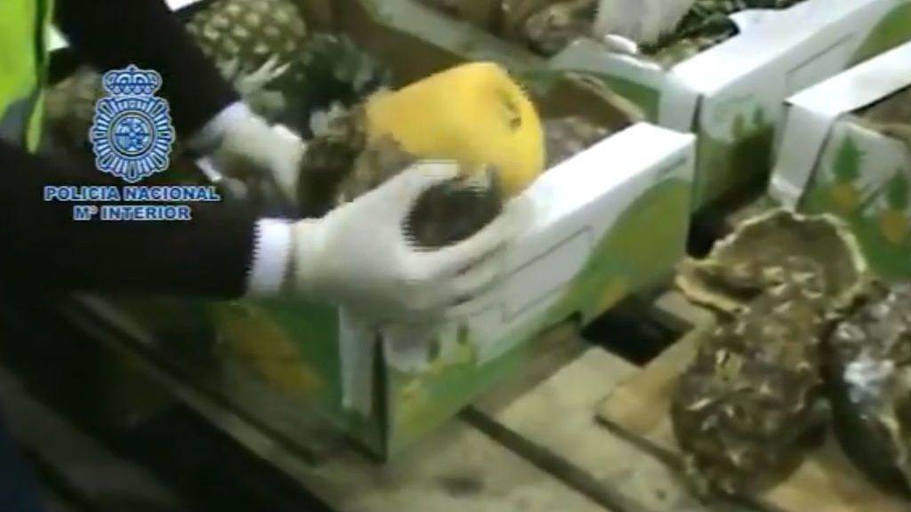La policía se incauta 745 kilos de cocaína ocultos en el interior de piñas