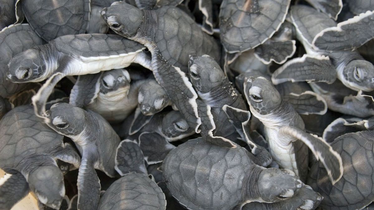 Ya eran multitud: ¿qué va a pasar con las tortuguitas abandonadas de Atocha?