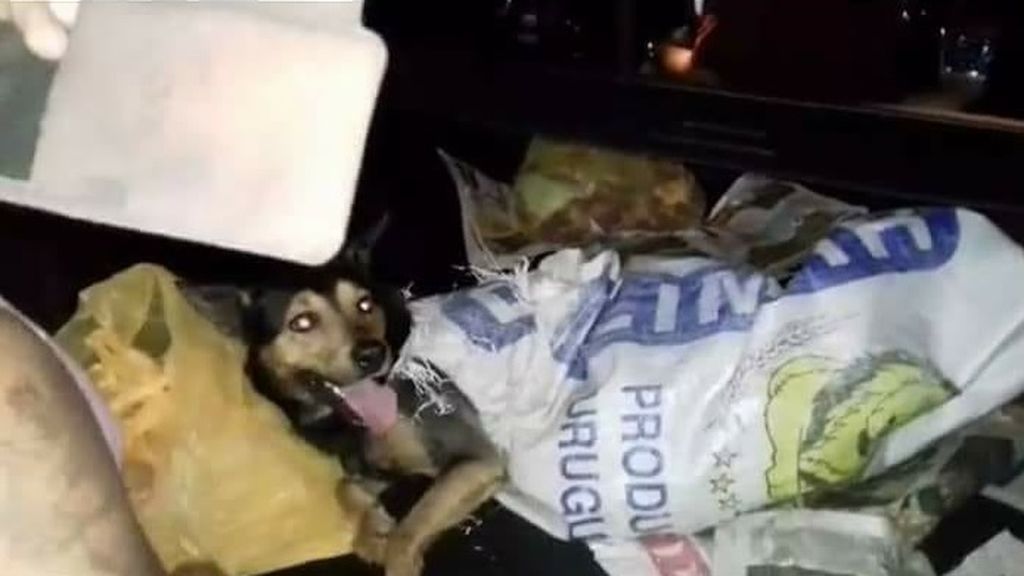 Detienen a los dueños de un restaurante chino de Perú tras descubrir varios perros muertos dentro de una furgoneta