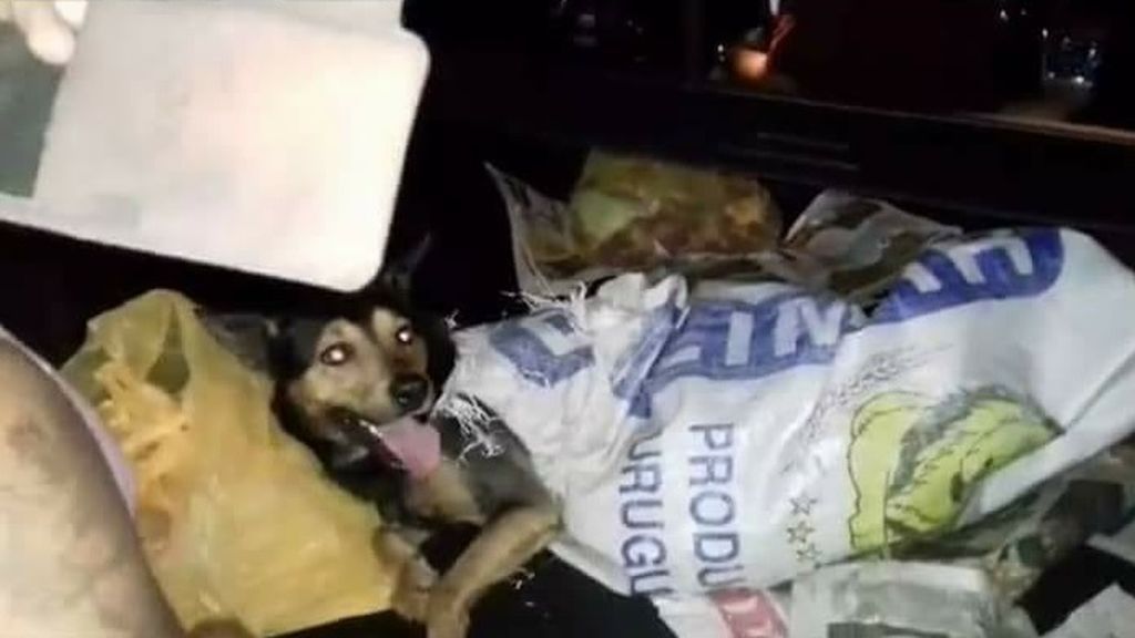 Detienen a los dueños de un restaurante chino de Perú tras descubrir varios perros muertos dentro de una furgoneta