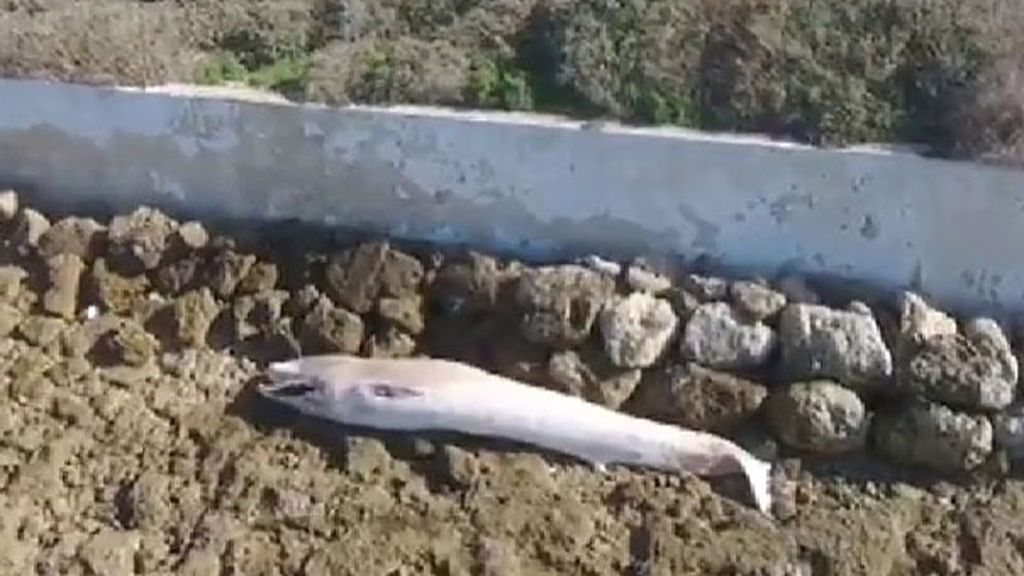 Aparece una ballena muerta en la playa gaditana de Sancti Petri