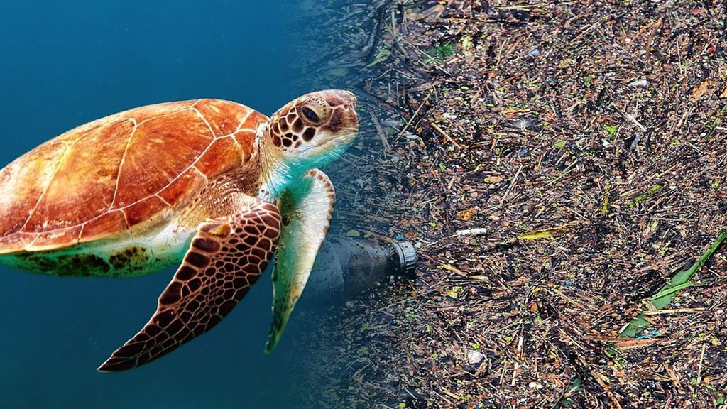 Un tercio de las tortugas tiene plástico en su cuerpo: en 2030 todos los envases serán reciclables