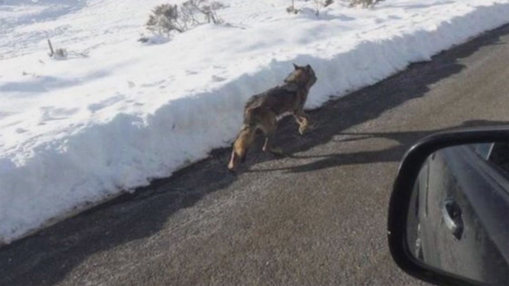 Un conductor se jacta en Facebook de haber atropellado a un lobo en la sierra de Gredos