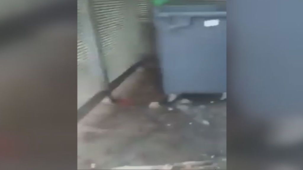 Un vídeo vuelve a mostrar la plaga de ratas que vive París en los últimos años
