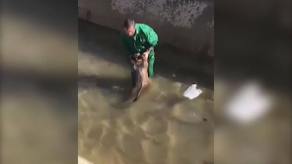 La Guardia Civil busca a un hombre que aparece en un vídeo torturando a una cría de jabalí
