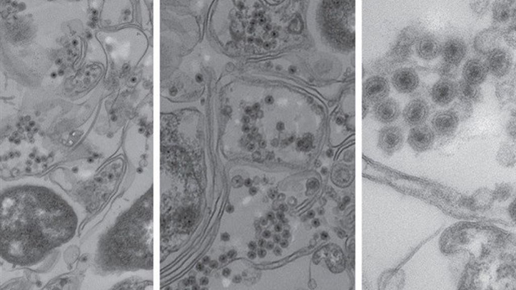 Se descubre un virus en el océano invisible a las pruebas 