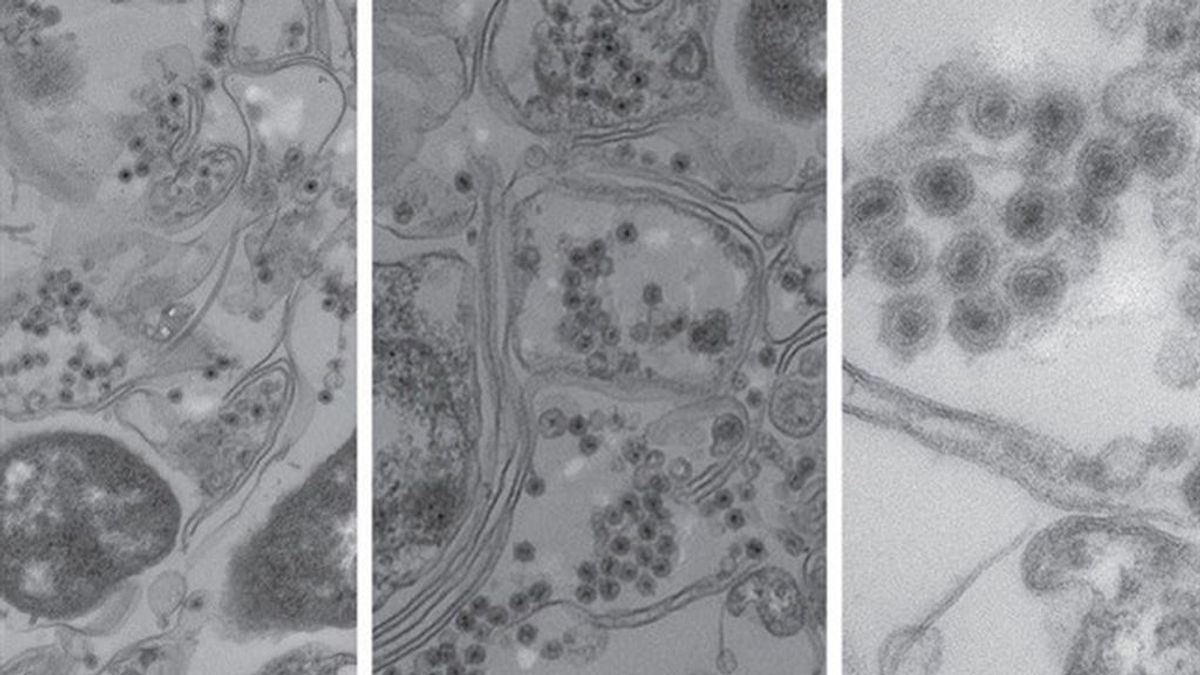 Se descubre un virus en el océano invisible a las pruebas estándar