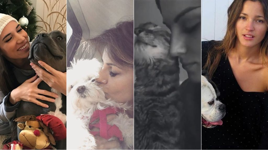 Buen viaje, pet celebrities: las vips dicen adiós a sus amigos de cuatro patas