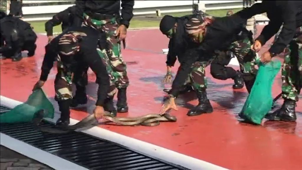 Las serpientes, protagonistas en una exhibición militar de soldados indonesios