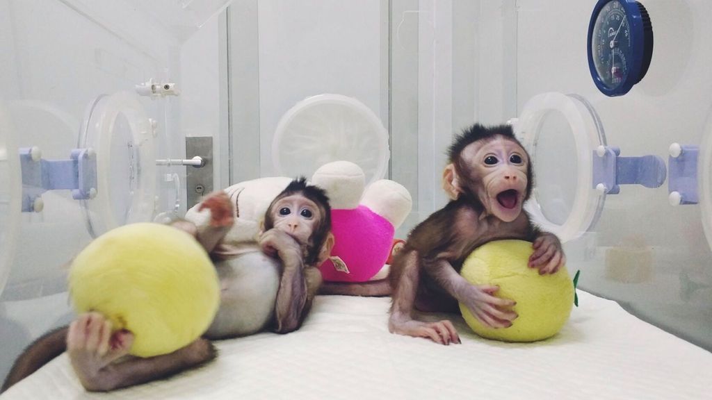 Los monos Zhong Zhong y Hua Hua reavivan la polémica sobre la clonación humana