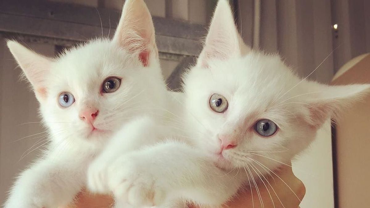 Una clínica veterinaria te paga dinero por amar a sus gatitos