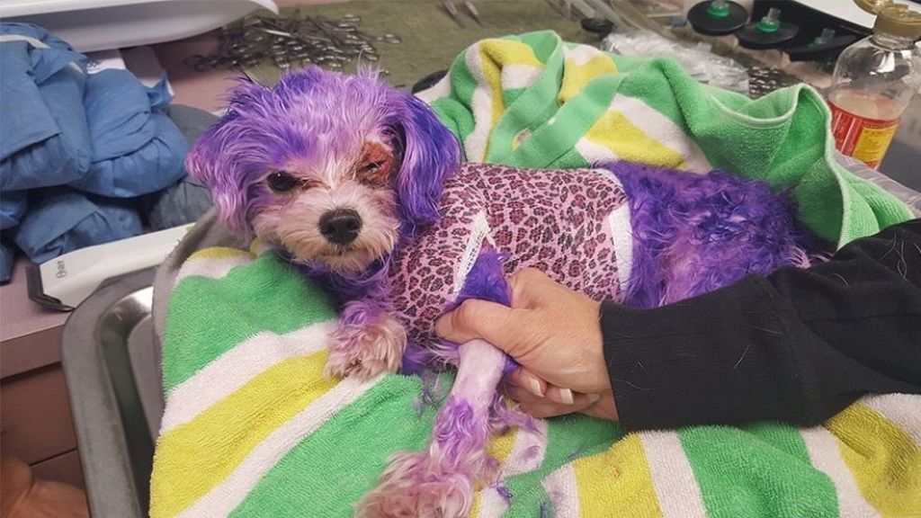 Alertan de las graves quemaduras sufridas por un perro tras teñirle de morado