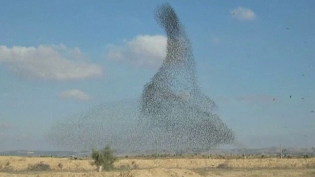 Una bandada de pájaros deja figuras espectaculares en Israel