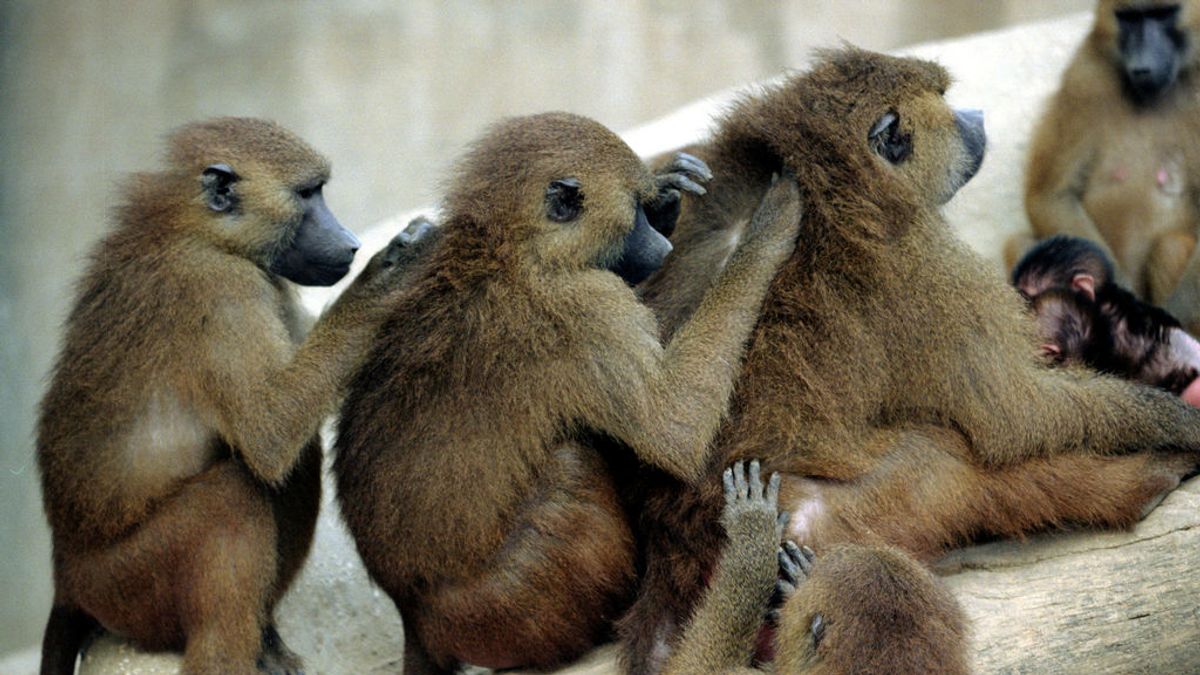 Desalojan el zoo de París después de que decenas de babuinos escaparan de su jaula