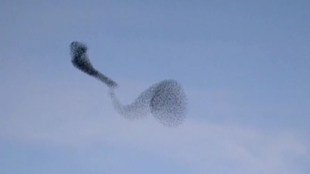 Como protección contra depredadores: una bandada de pájaros deja increíbles figuras en el cielo de Israel