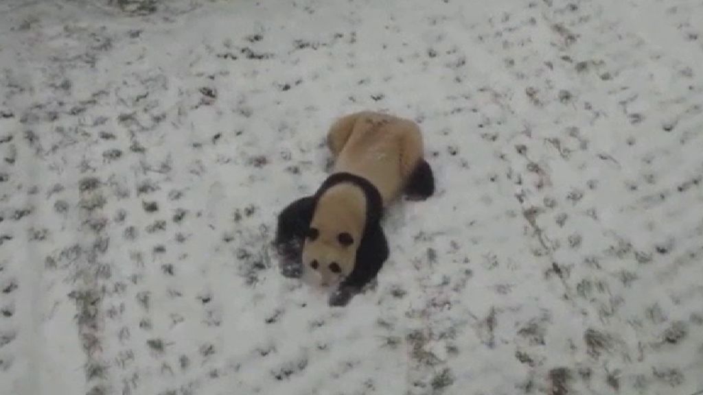 Una hembra de panda disfruta de la nieve en el Noreste de China