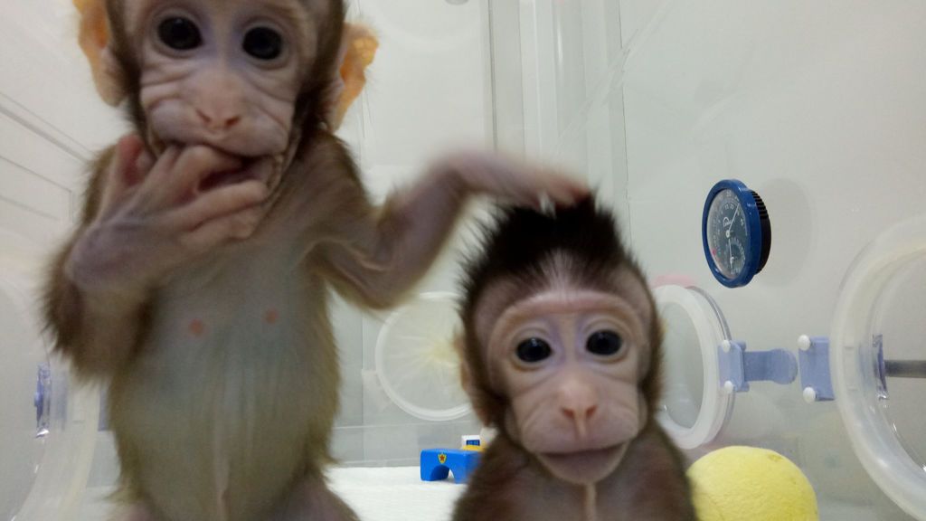 Después de clonar monos... ¿clonaremos humanos?