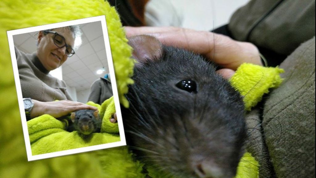 Esta fundación busca acabar con los prejuicios... ¡usando una terapia con ratas!
