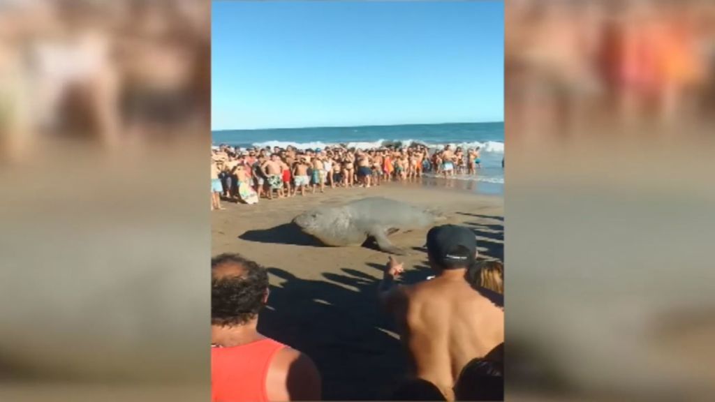 Un elefante marino sorprende a centenares de personas en una playa de Mar del Plata