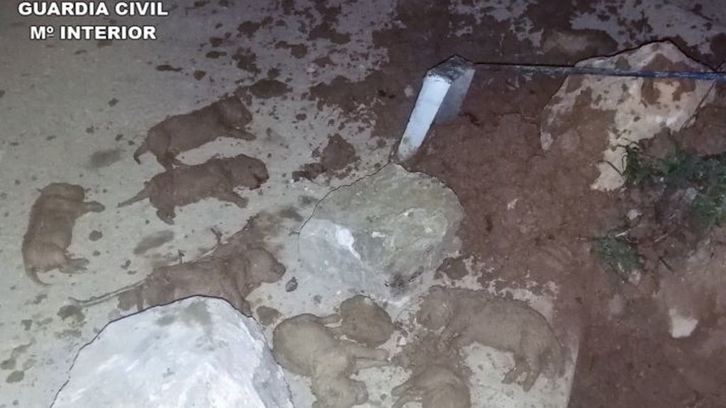 Detenidos los responsables de sepultar vivos a nueve cachorros en Murcia