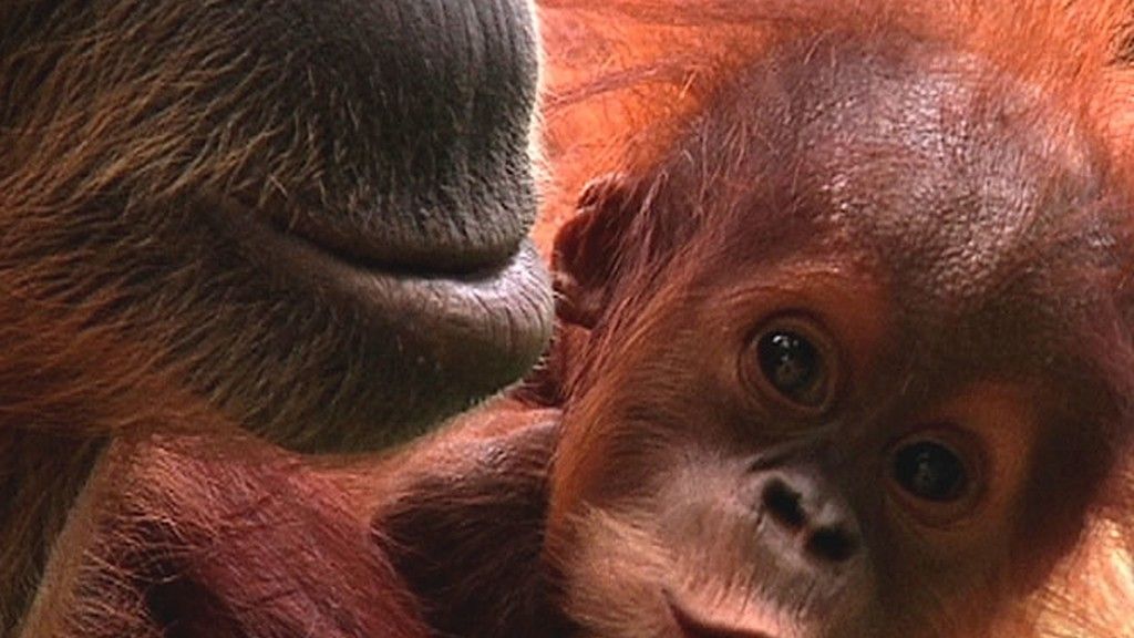 Frank de la jungla: Orangutanes