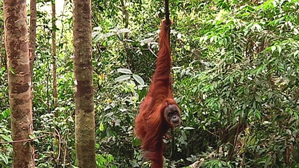Frank de la jungla: Orangutanes