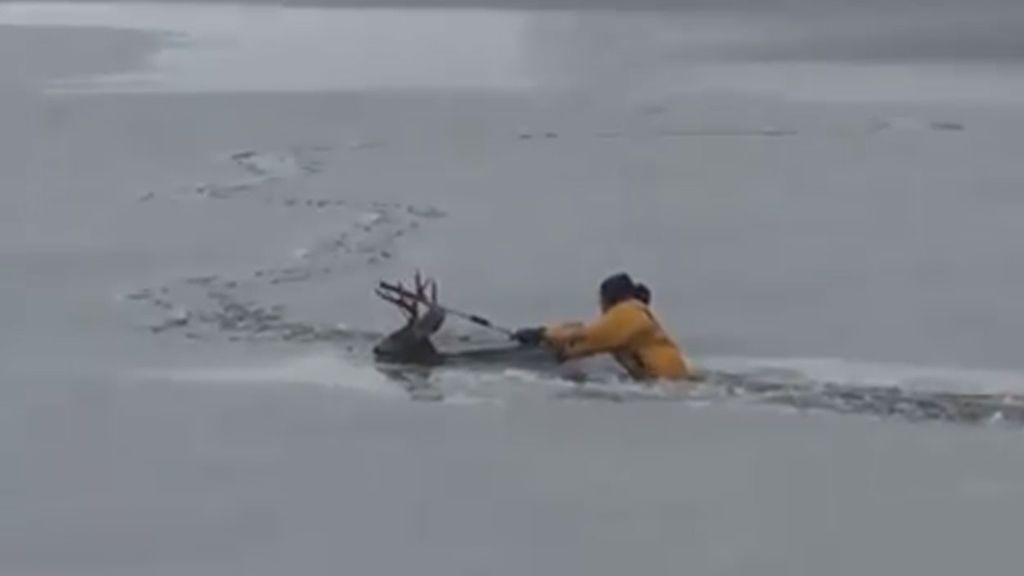 El angustioso rescate de un ciervo en un lago congelado en Colorado
