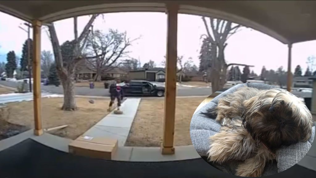 Graban cómo les roban a su cachorro de Shih Tzu de la entrada de su casa
