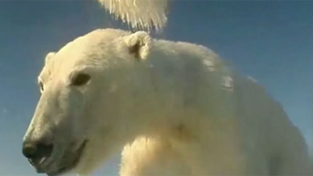 Así es la vida a través de los ojos de un oso polar