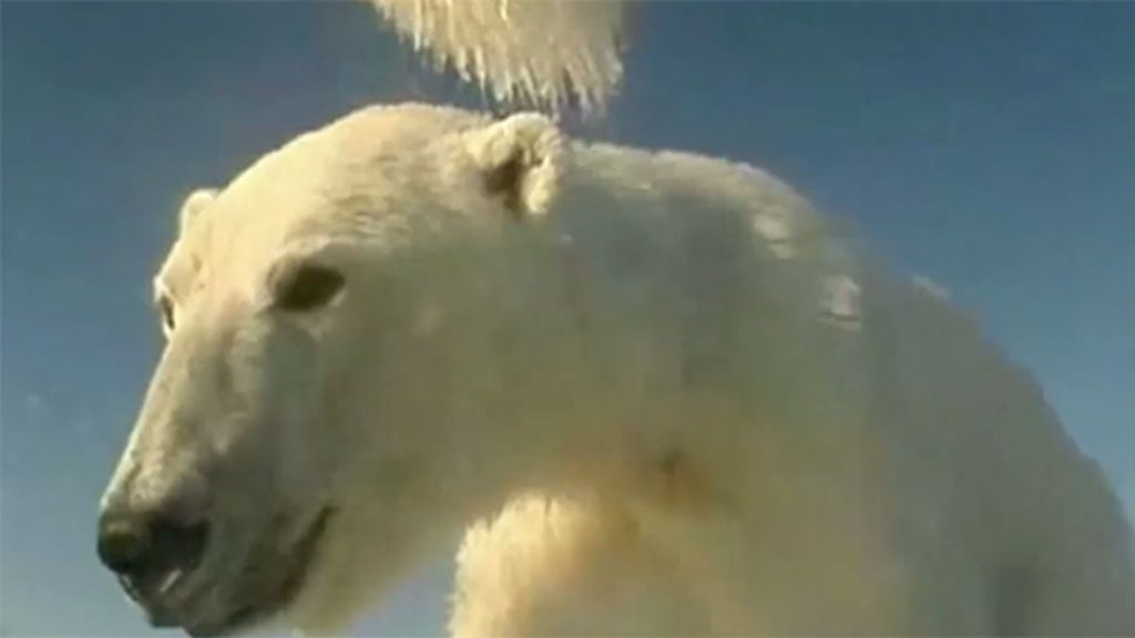 Así es la vida a través de los ojos de un oso polar