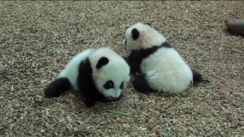 Los gemelos panda del zoo de Atlanta son toda una atracción