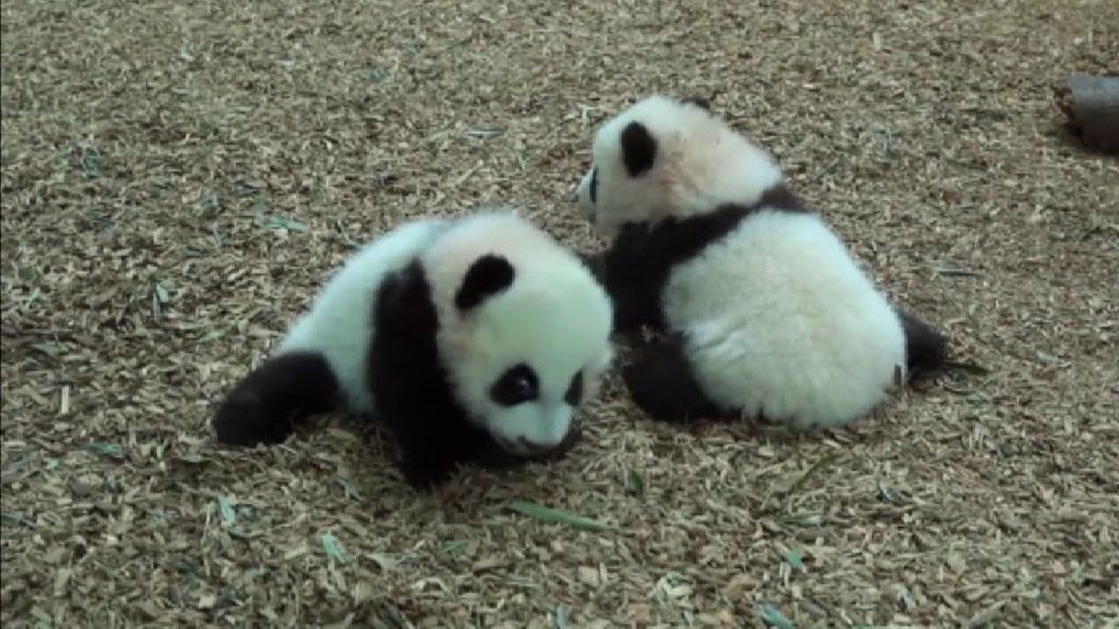 Los gemelos panda del zoo de Atlanta son toda una atracción