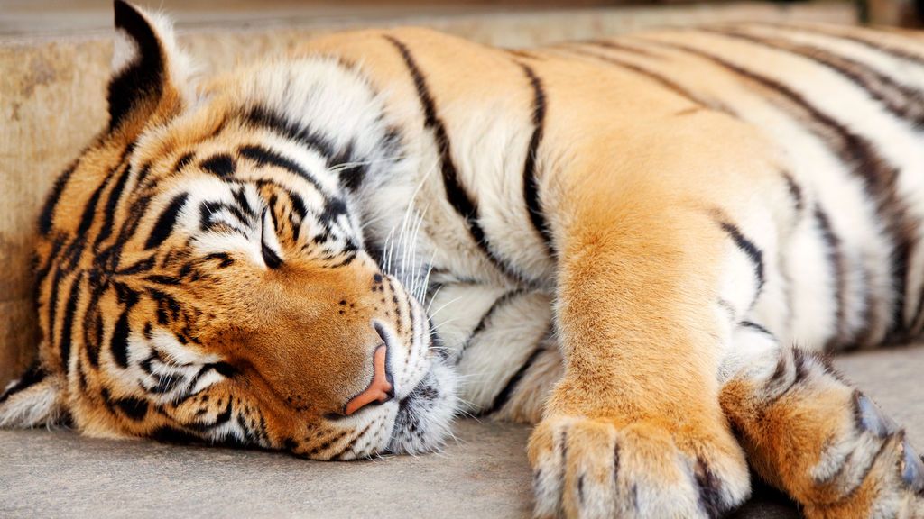 “Un tigre salvaje anda suelto, por favor vengan a ayudarme”