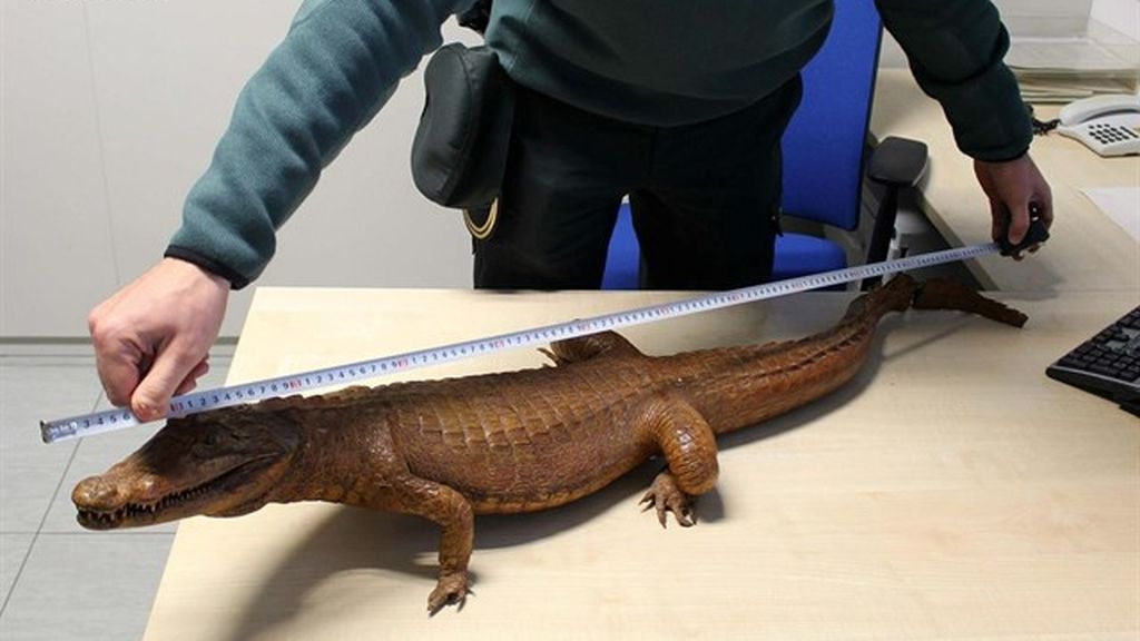 Intervienen en Tarragona un cocodrilo disecado que se vendía por Internet