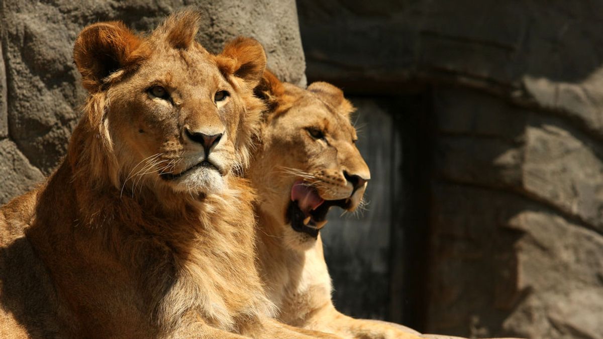 Muere un trabajador de un zoológico de Nigeria tras ser atacado de un león que se escapó de su jaula