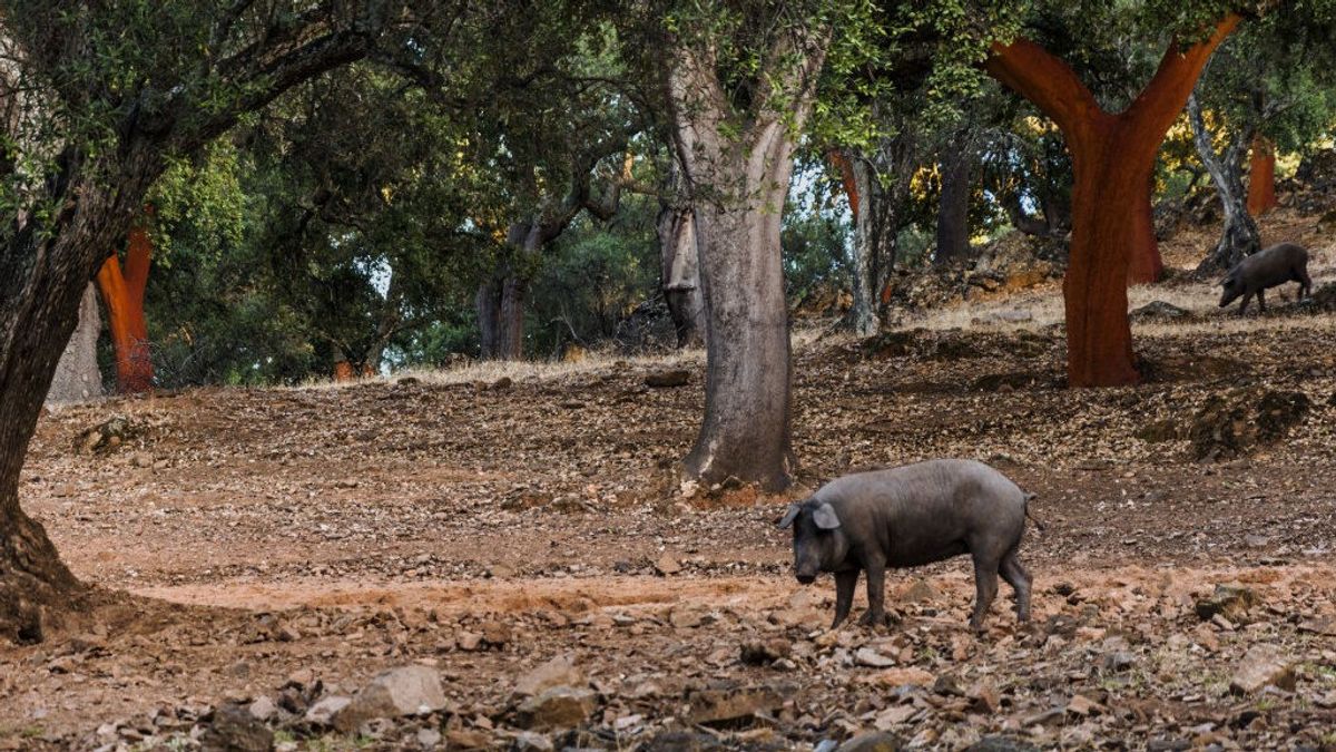La Consejería de Medio Rural de Cantabria ordena el sacrificio de los cerdos sin identificación en San Felices de Buelna