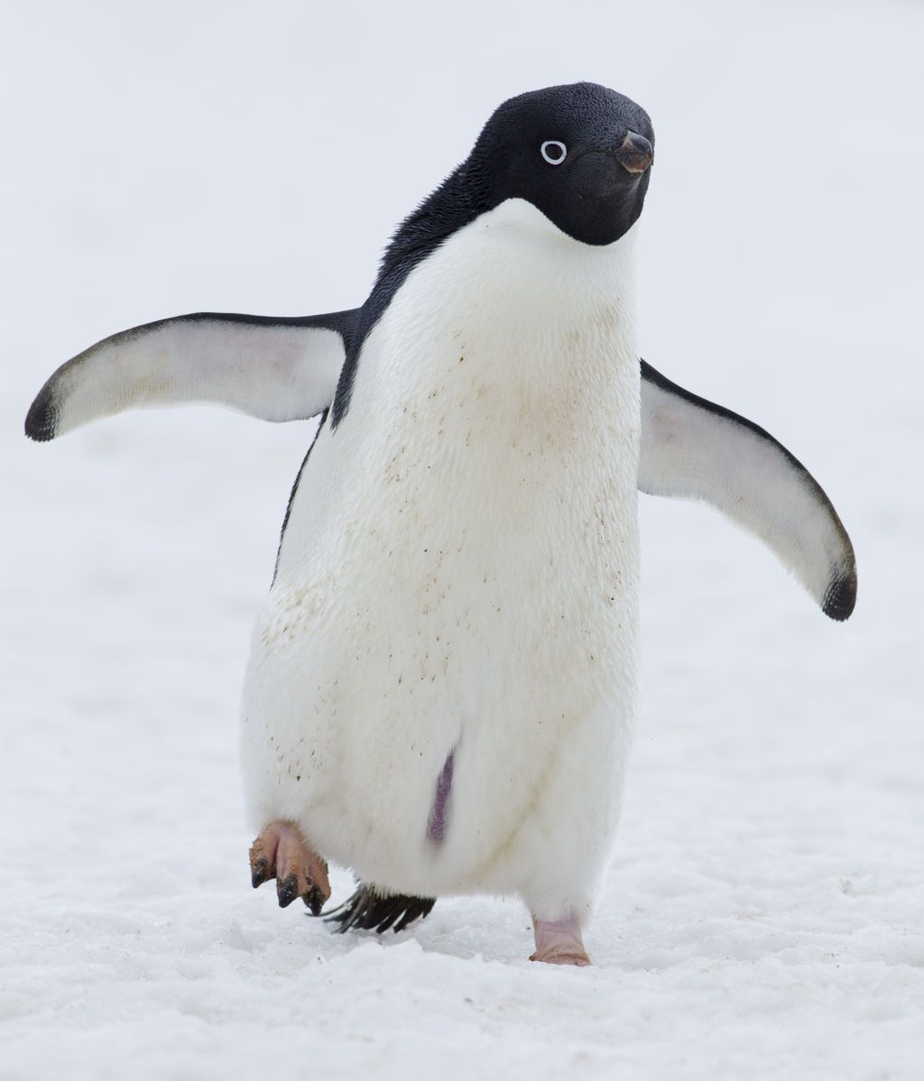 pinguino