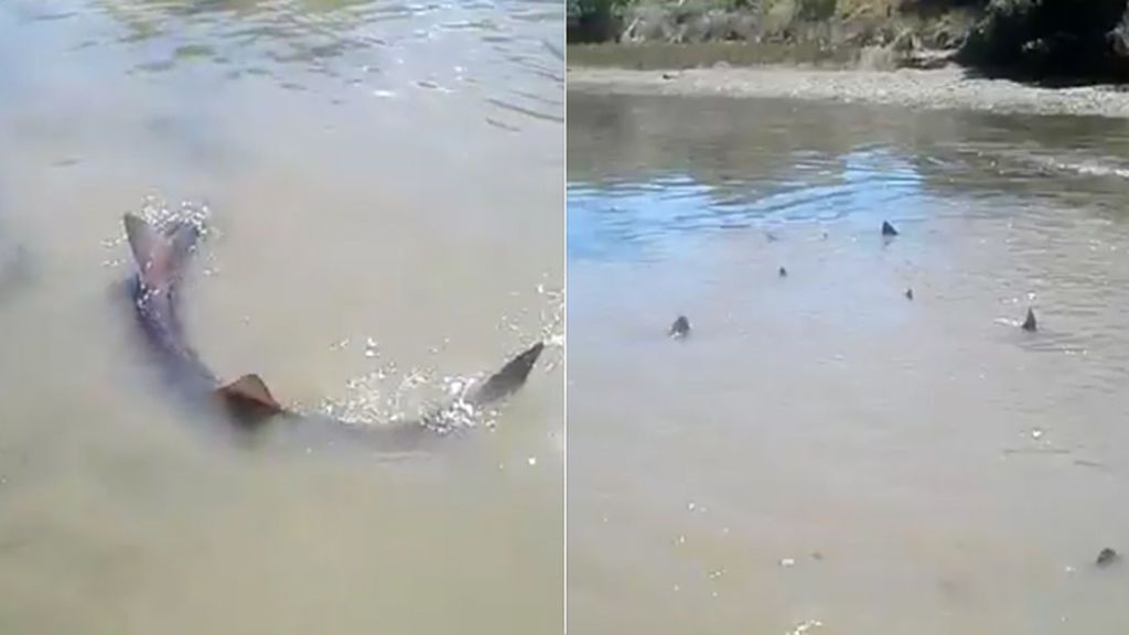 Descubre que el río donde siempre ha pescado se ha llenado de tiburones