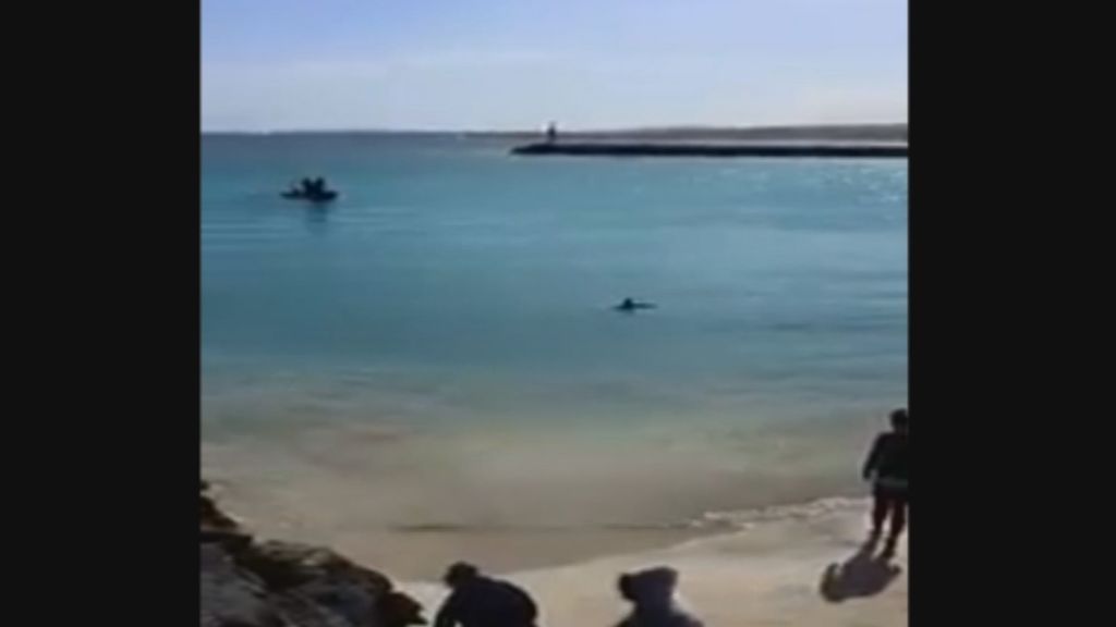 Tratan de rescatar a un delfín en el muelle de Puerto del Rosario (Fuerteventura)