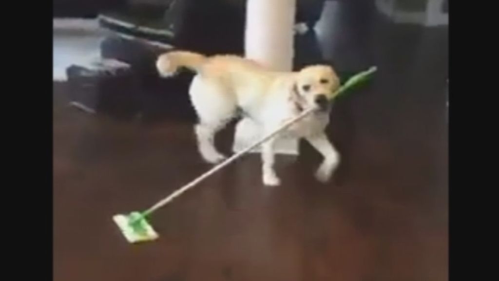 Este perro ayuda en las labores de la casa