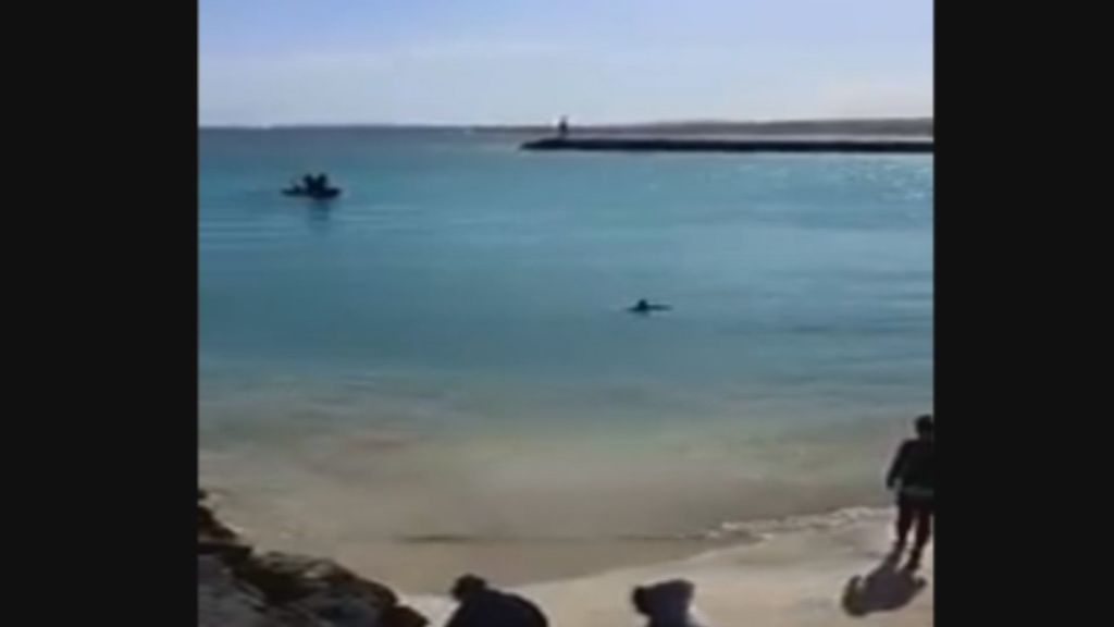 Tratan de rescatar a un delfín en el muelle de Puerto del Rosario (Fuerteventura)