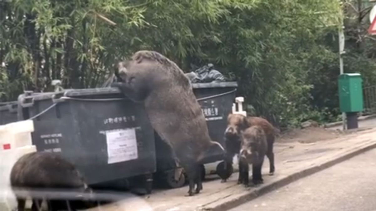 El gigantesco jabalí que saquea los cubos de basura de Hong Kong