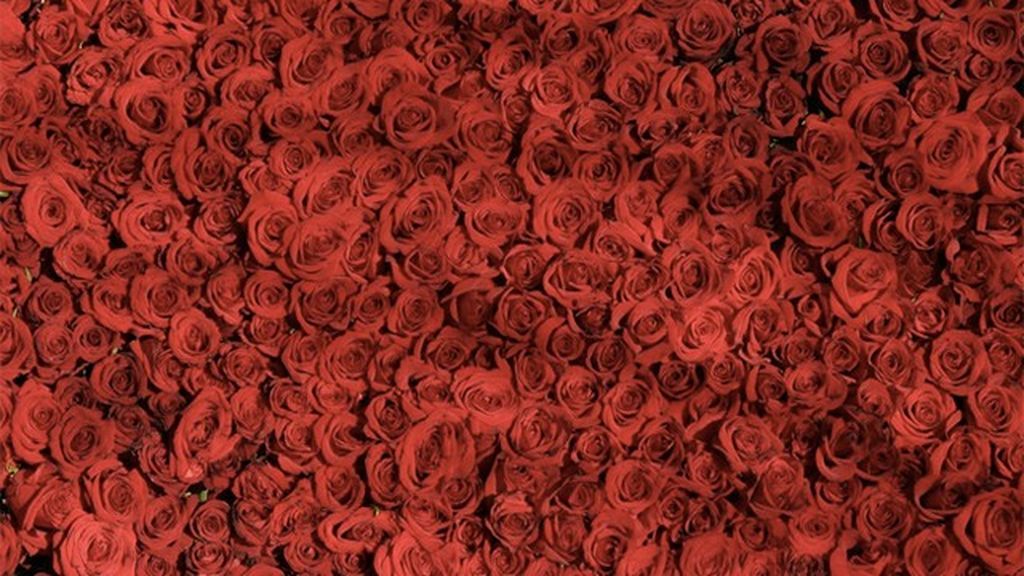 rosas rojas