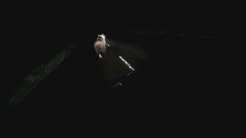 Graba a un oso corriendo delante de su coche en una carretera de Asturias