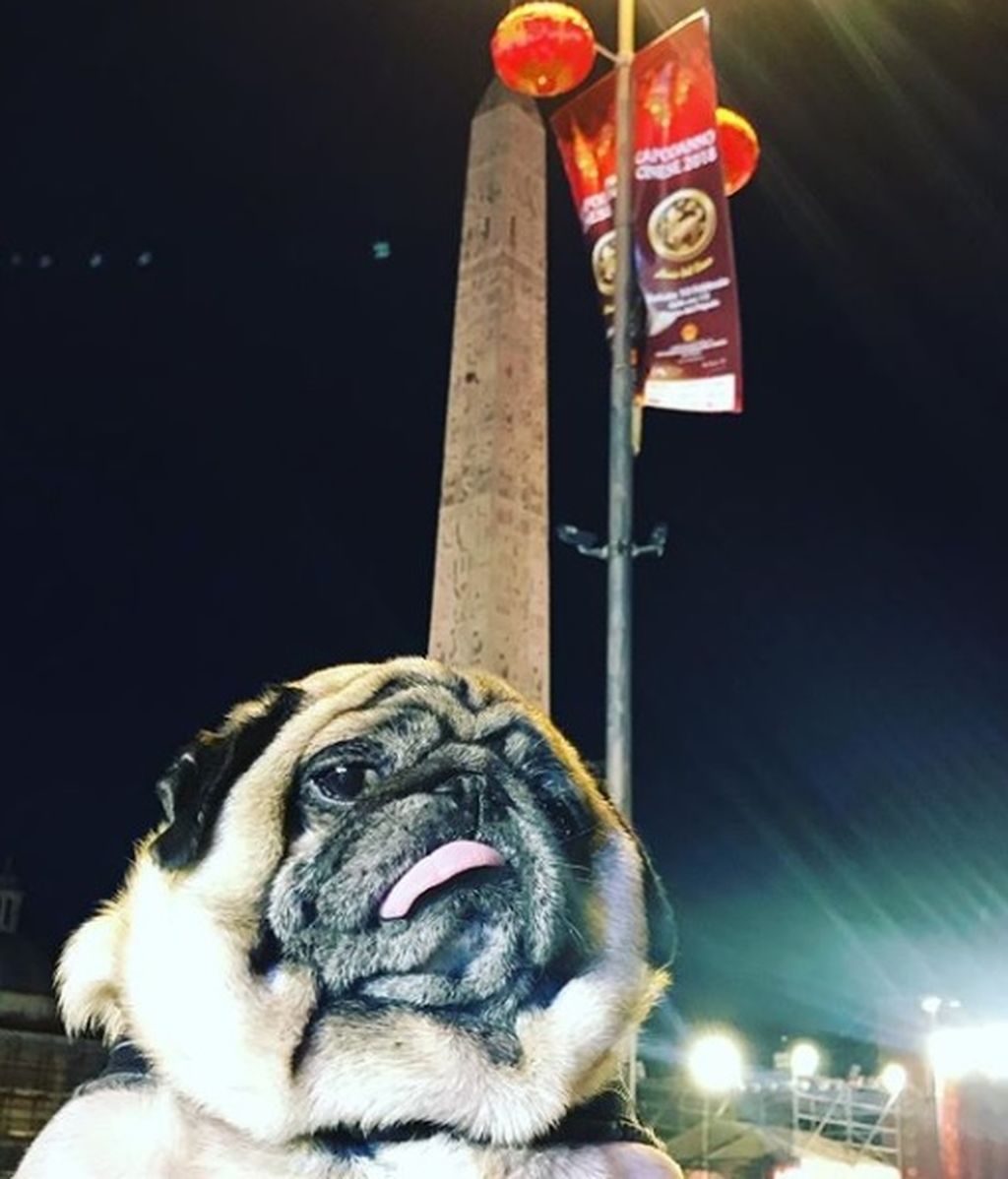 Creemos que si ves todas estas fotos de perretes tendrás suerte en el nuevo año chino Creemos que si ves todas estas fotos de perretes tendrás suerte en el nuevo año chino