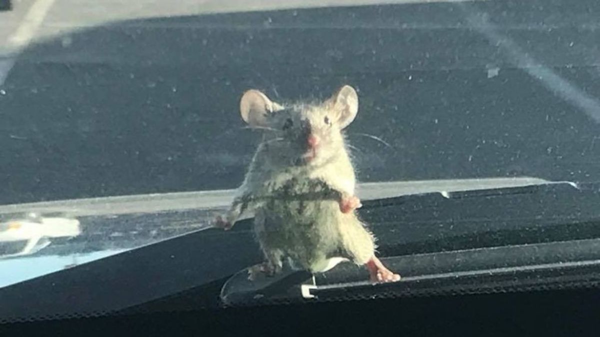 Ratón viajero